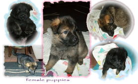 Female Pups